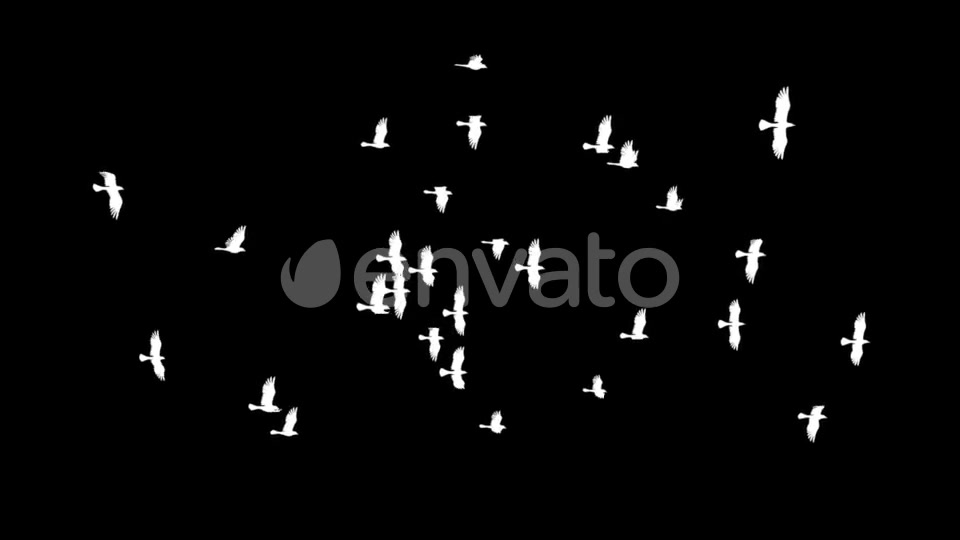 Flying Bird Flock Loop Videohive 22280944 Motion Graphics Image 6