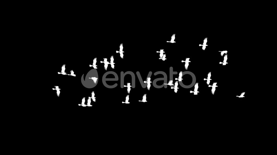 Flying Bird Flock Loop Videohive 22280944 Motion Graphics Image 7