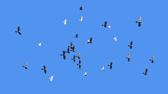 Flying Bird Flock Loop - Download 22280944 Videohive