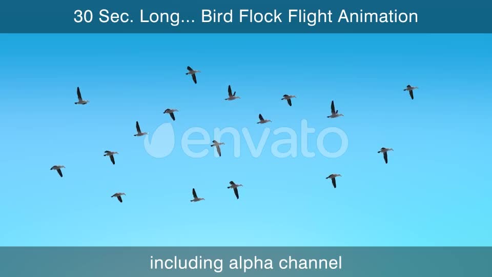 Flying Bird Flock With Alpha Channel Videohive 25355567 Motion Graphics Image 1