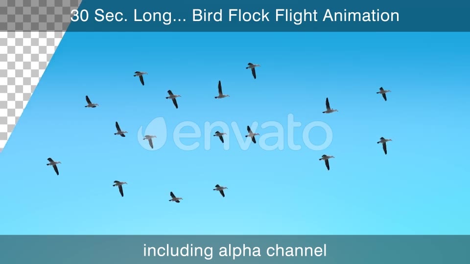 Flying Bird Flock With Alpha Channel Videohive 25355567 Motion Graphics Image 2