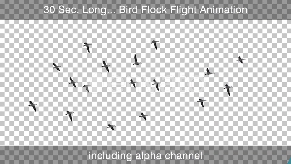 Flying Bird Flock With Alpha Channel Videohive 25355567 Motion Graphics Image 3