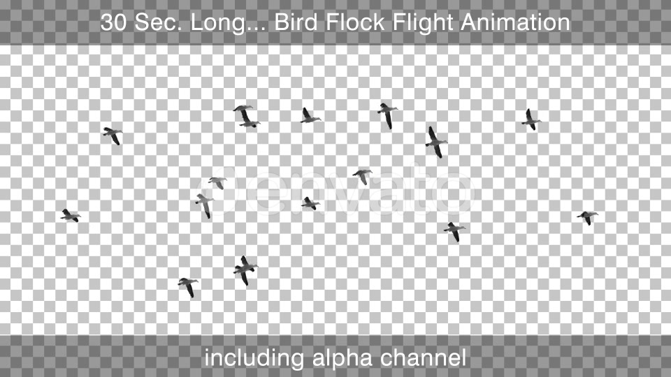 Flying Bird Flock With Alpha Channel Videohive 25355567 Motion Graphics Image 4