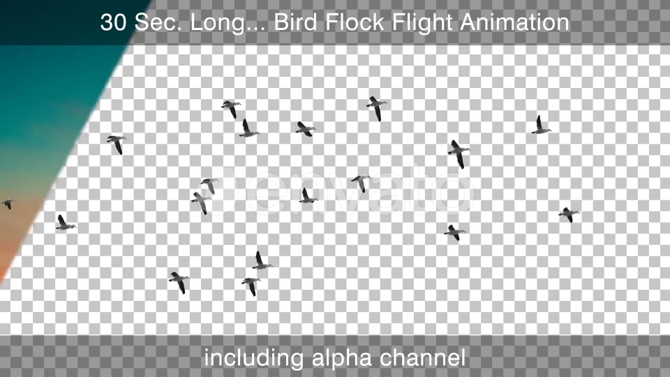 Flying Bird Flock With Alpha Channel Videohive 25355567 Motion Graphics Image 5