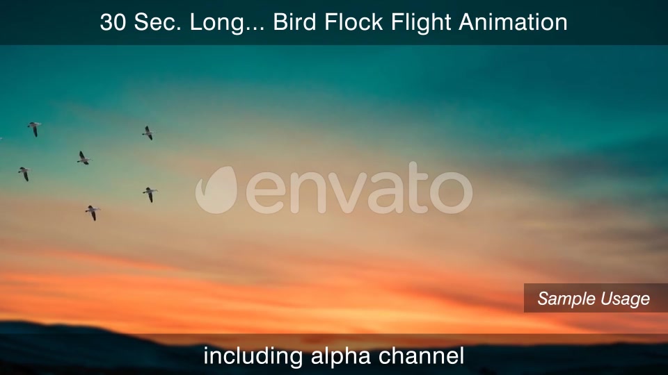 Flying Bird Flock With Alpha Channel Videohive 25355567 Motion Graphics Image 6