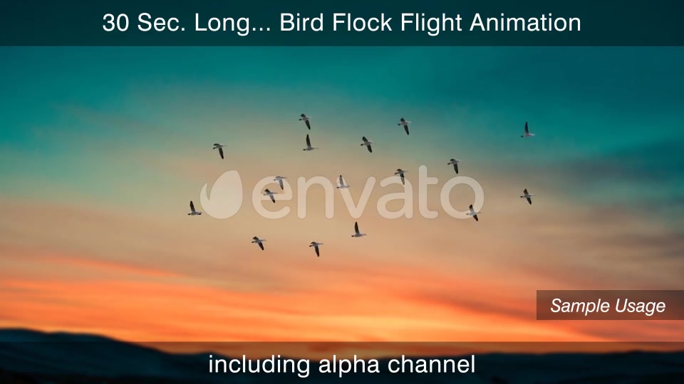 Flying Bird Flock With Alpha Channel Videohive 25355567 Motion Graphics Image 8