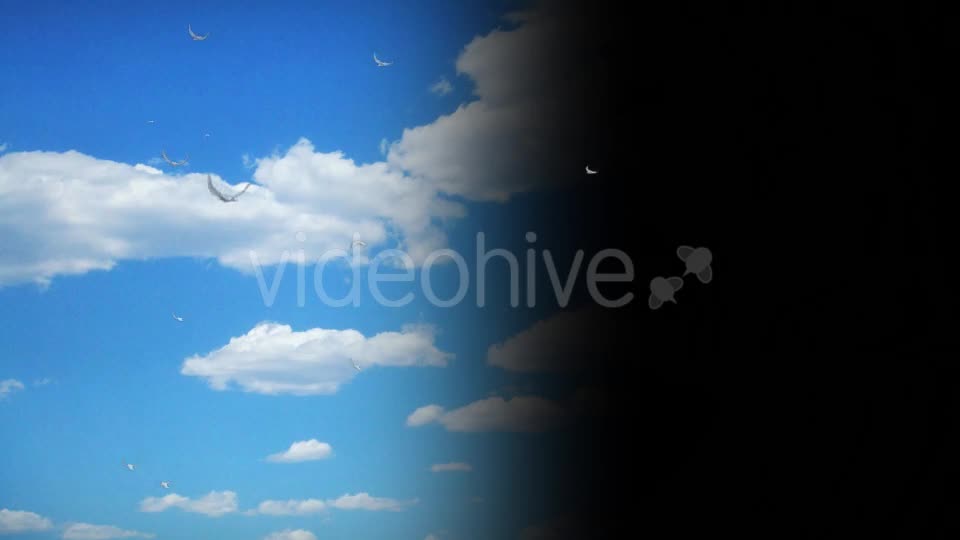 Flying Birds Collection Videohive 14237993 Motion Graphics Image 1