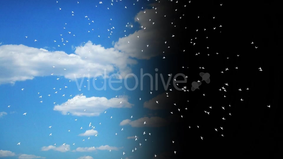 Flying Birds Collection Videohive 14237993 Motion Graphics Image 10