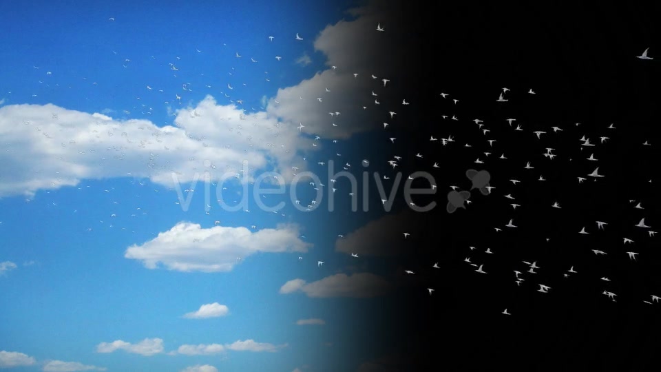Flying Birds Collection Videohive 14237993 Motion Graphics Image 4