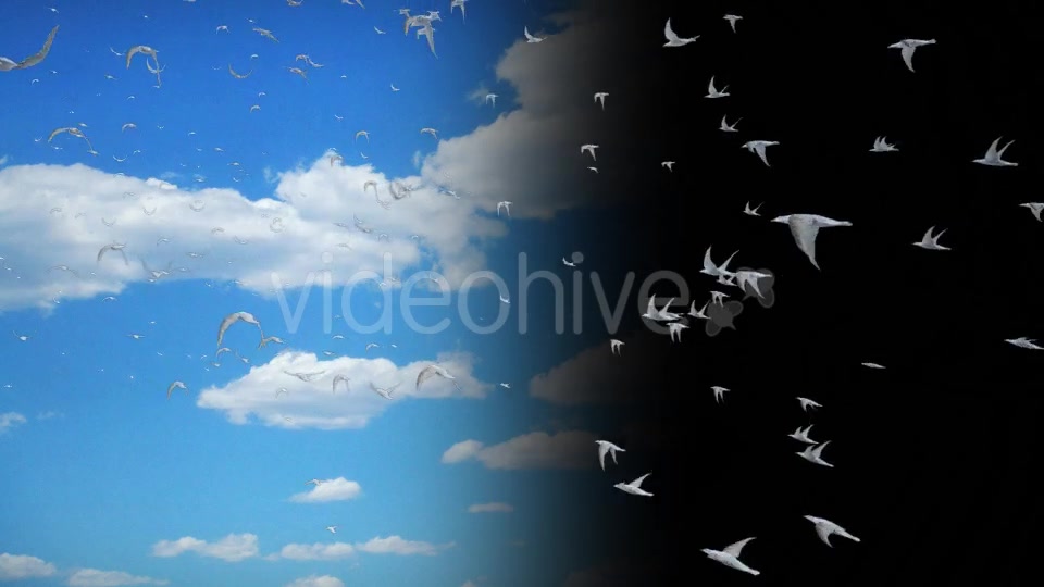 Flying Birds Collection Videohive 14237993 Motion Graphics Image 6