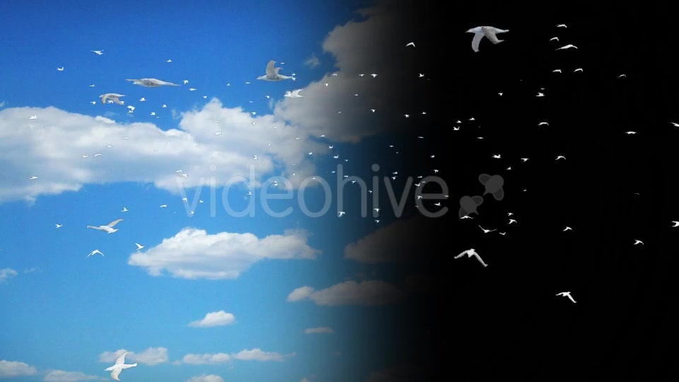 Flying Birds Collection Videohive 14237993 Motion Graphics Image 8