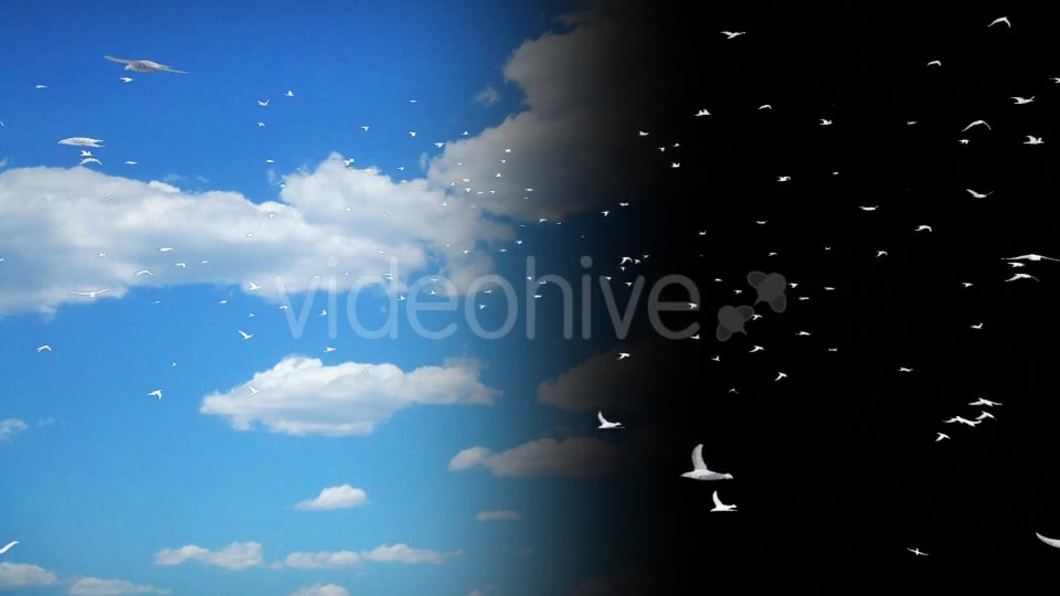 Flying Birds Collection Videohive 14237993 Motion Graphics Image 9