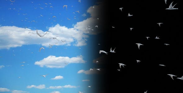Flying Birds Collection - Videohive Download 14237993