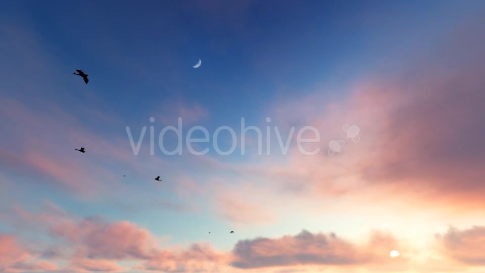 Flying Birds on Clouds Videohive 20456687 Motion Graphics Image 7