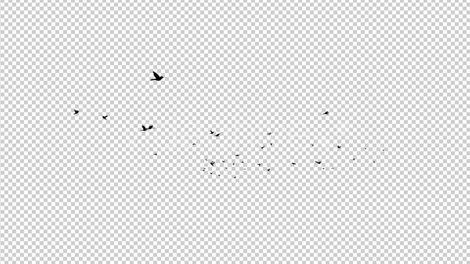 Flying Birds Silhouette Videohive 20474353 Motion Graphics Image 2