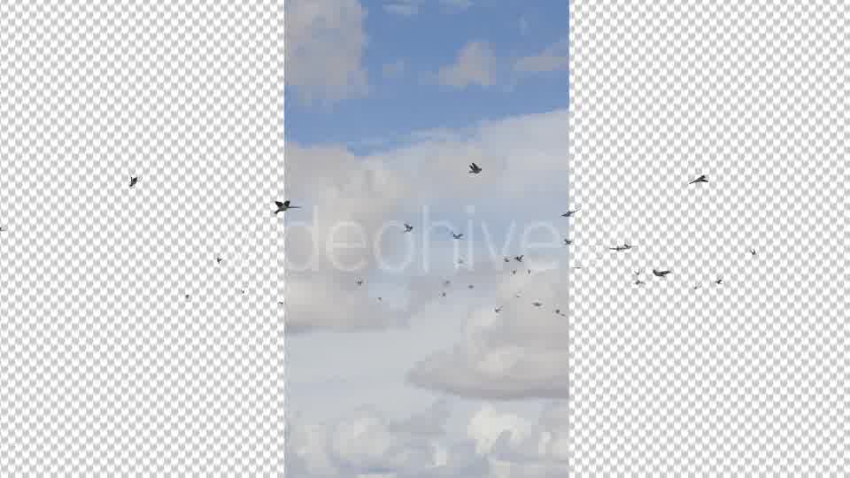Flying Birds Videohive 19680590 Motion Graphics Image 10