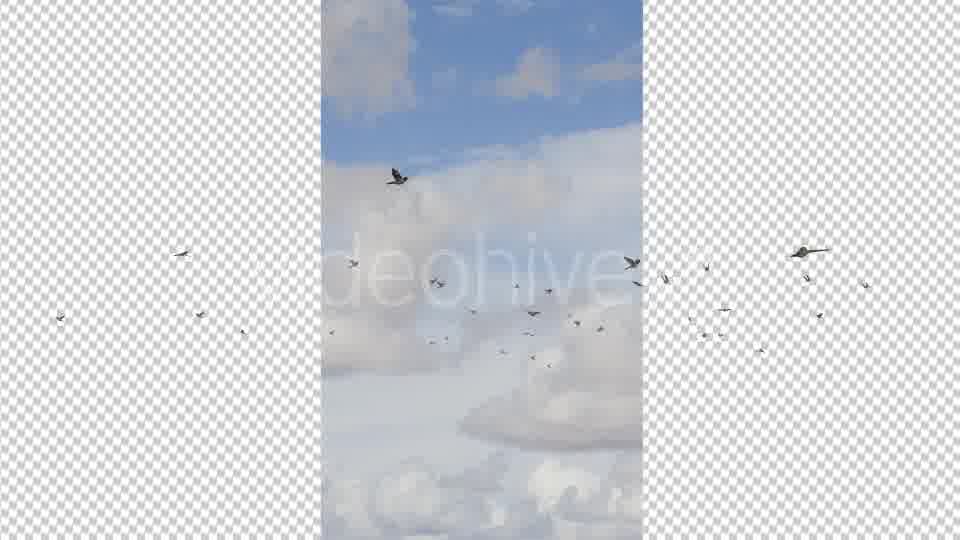 Flying Birds Videohive 19680590 Motion Graphics Image 11