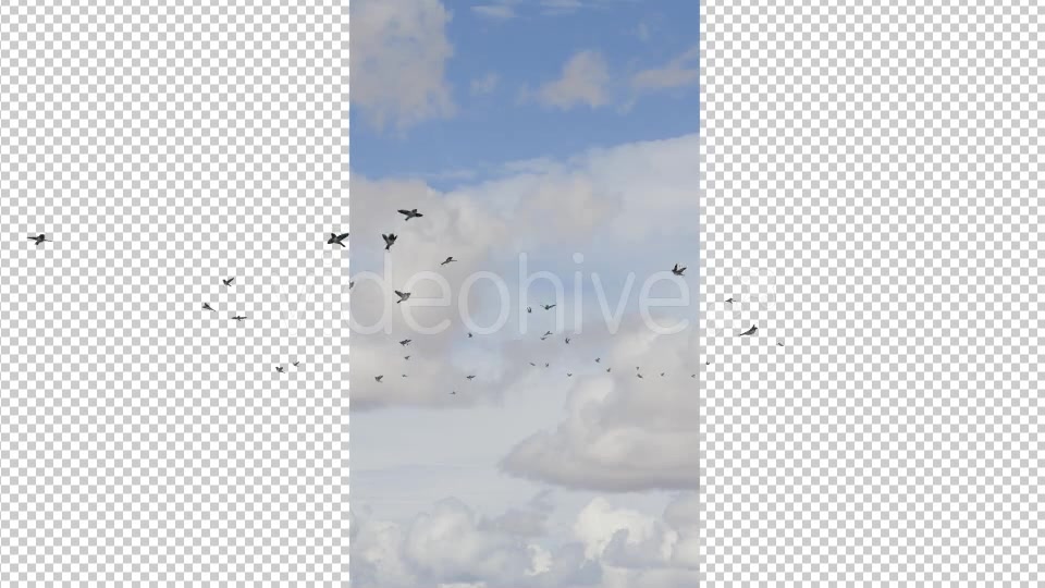 Flying Birds Videohive 19680590 Motion Graphics Image 5