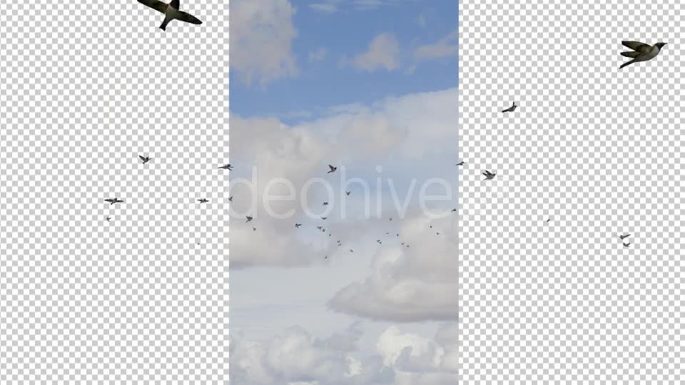 Flying Birds Videohive 19680590 Motion Graphics Image 6