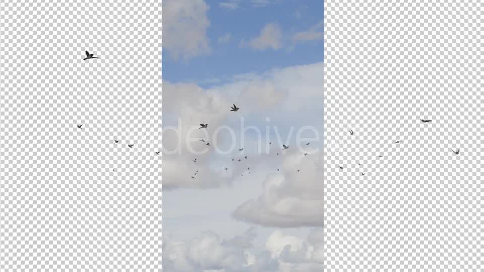 Flying Birds Videohive 19680590 Motion Graphics Image 7