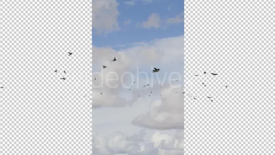 Flying Birds Videohive 19680590 Motion Graphics Image 9