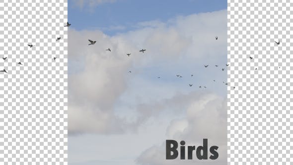 Flying Birds - Videohive 19680590 Download