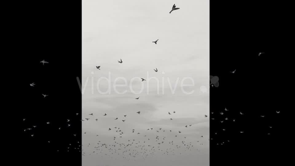 Flying Birds Videohive 20191728 Motion Graphics Image 1