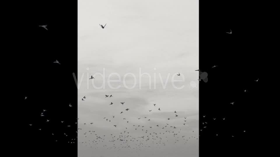 Flying Birds Videohive 20191728 Motion Graphics Image 2