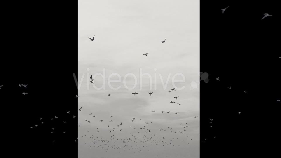 Flying Birds Videohive 20191728 Motion Graphics Image 3