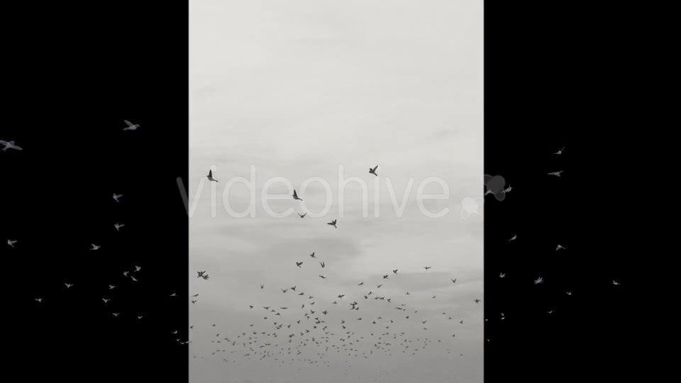 Flying Birds Videohive 20191728 Motion Graphics Image 4