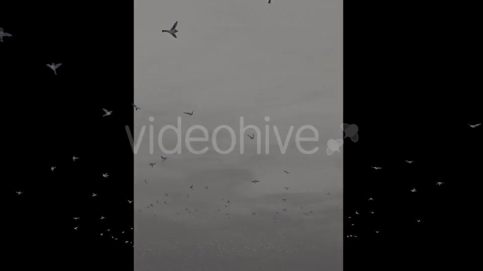 Flying Birds Videohive 20191728 Motion Graphics Image 5