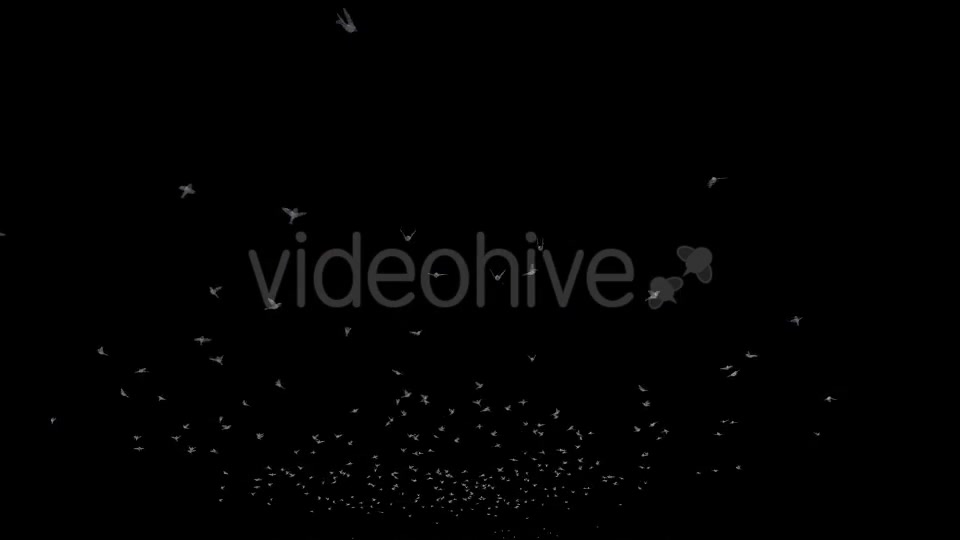 Flying Birds Videohive 20191728 Motion Graphics Image 6