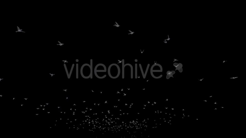 Flying Birds Videohive 20191728 Motion Graphics Image 7