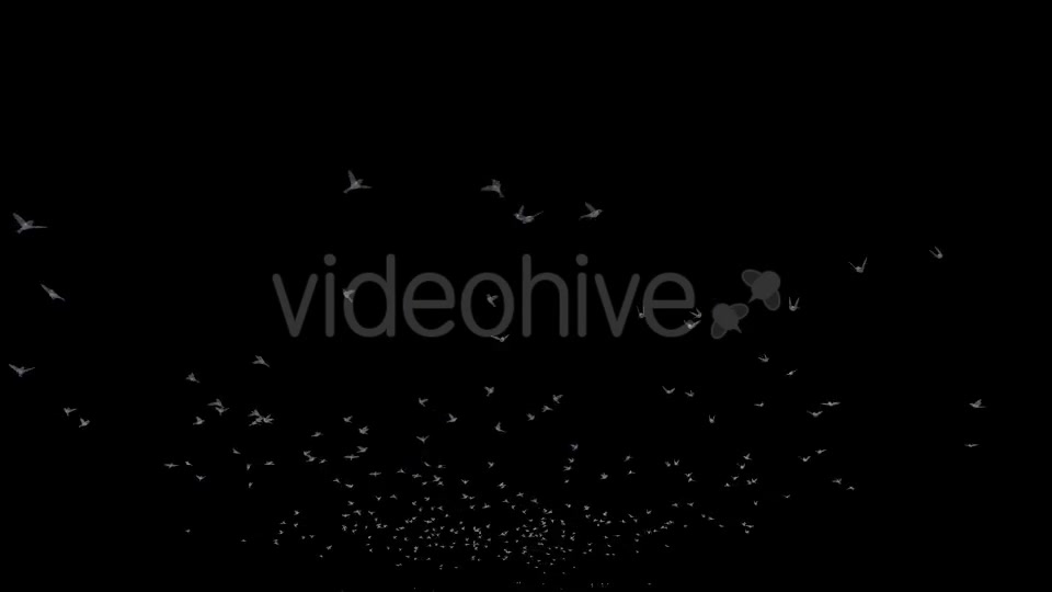 Flying Birds Videohive 20191728 Motion Graphics Image 8