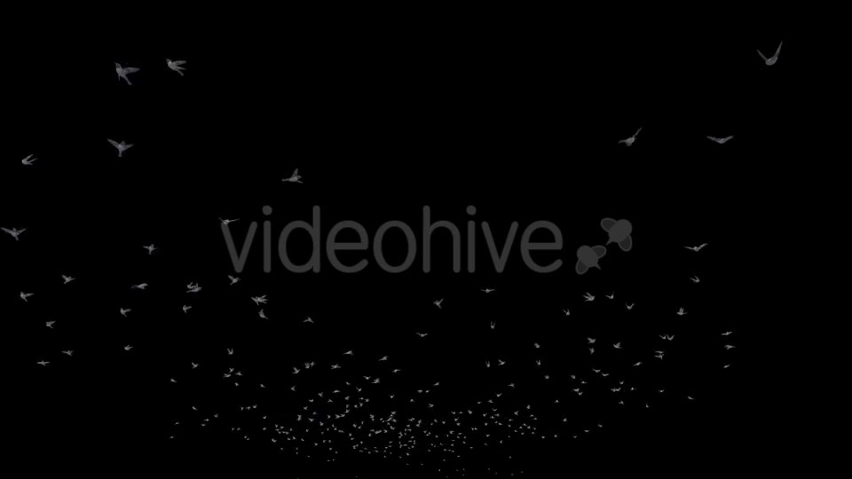 Flying Birds Videohive 20191728 Motion Graphics Image 9