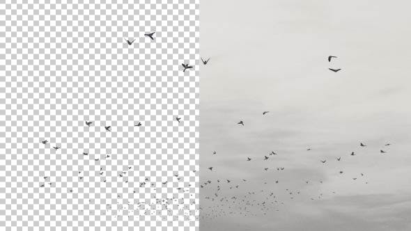 Flying Birds - Videohive Download 20191728