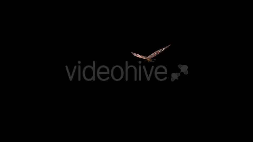 Flying Butterfly American Buckeye Videohive 10090611 Motion Graphics Image 11