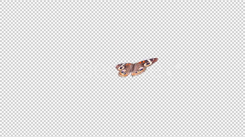 Flying Butterfly American Buckeye Videohive 10090611 Motion Graphics Image 5
