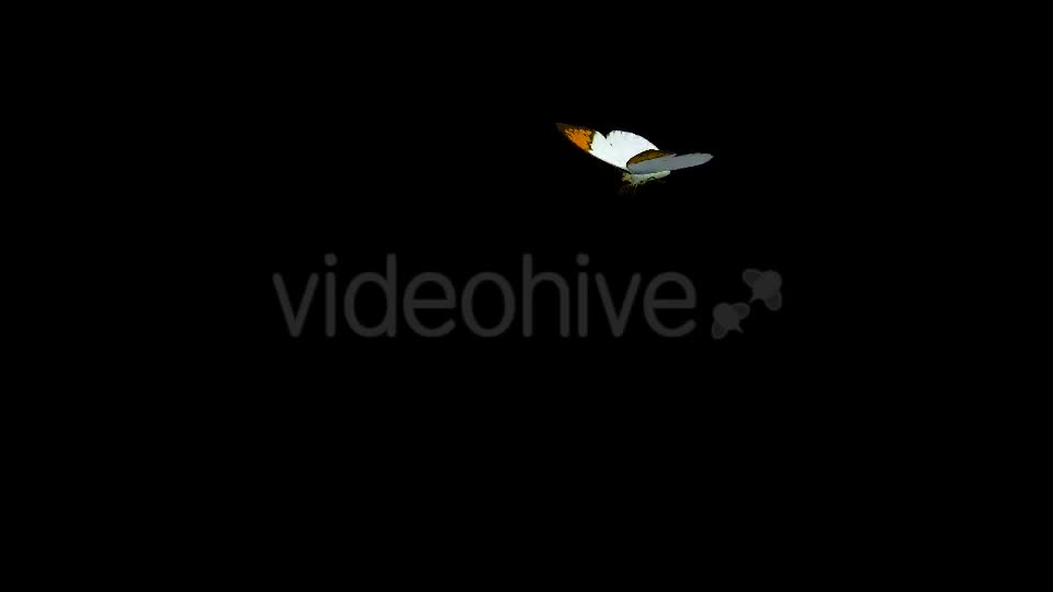 Flying Butterfly Asian Orange Tip Videohive 19647421 Motion Graphics Image 1