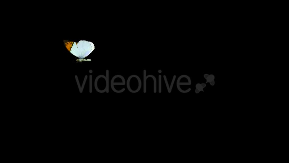 Flying Butterfly Asian Orange Tip Videohive 19647421 Motion Graphics Image 2