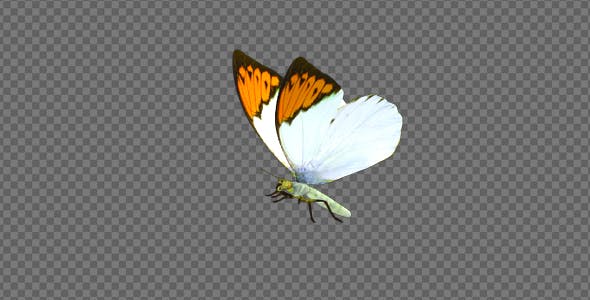 Flying Butterfly Asian Orange Tip - Download 19647421 Videohive