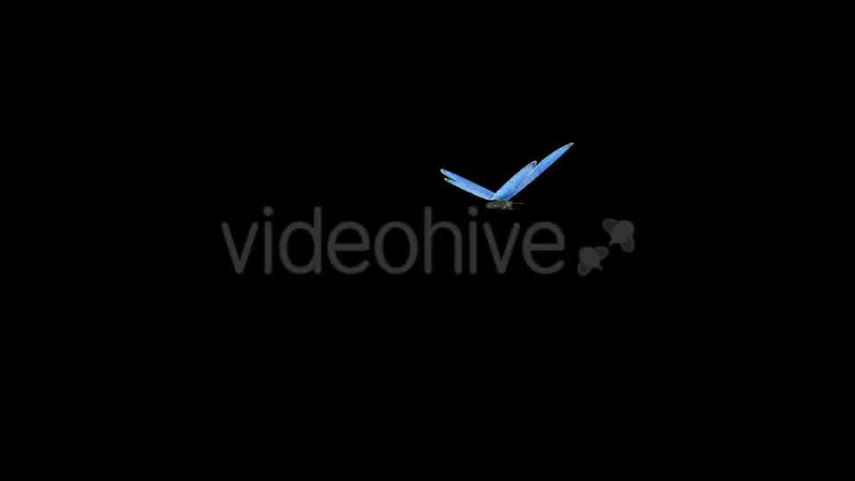 Flying Butterfly Blue Adonis Videohive 10131496 Motion Graphics Image 11