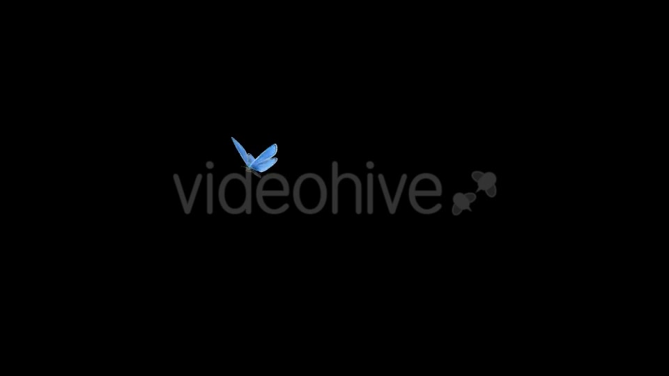 Flying Butterfly Blue Adonis Videohive 10131496 Motion Graphics Image 2