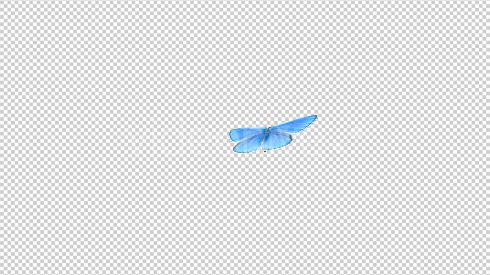 Flying Butterfly Blue Adonis Videohive 10131496 Motion Graphics Image 5