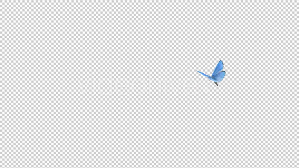 Flying Butterfly Blue Adonis Videohive 10131496 Motion Graphics Image 6