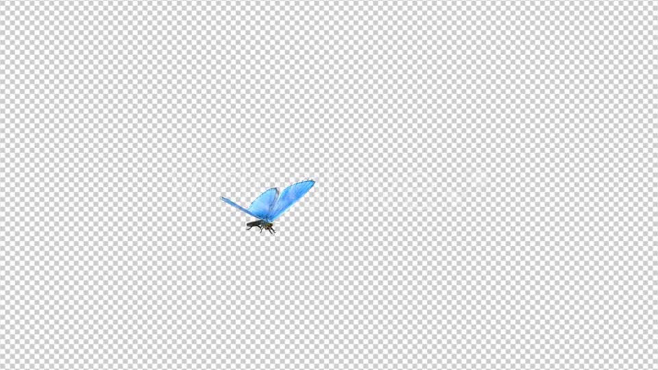 Flying Butterfly Blue Adonis Videohive 10131496 Motion Graphics Image 9