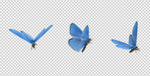 Flying Butterfly Blue Adonis - Videohive 10131496 Download