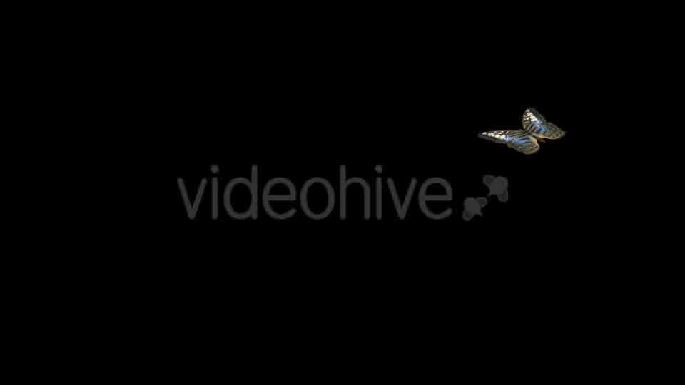 Flying Butterfly Blue Clipper Videohive 14482257 Motion Graphics Image 10