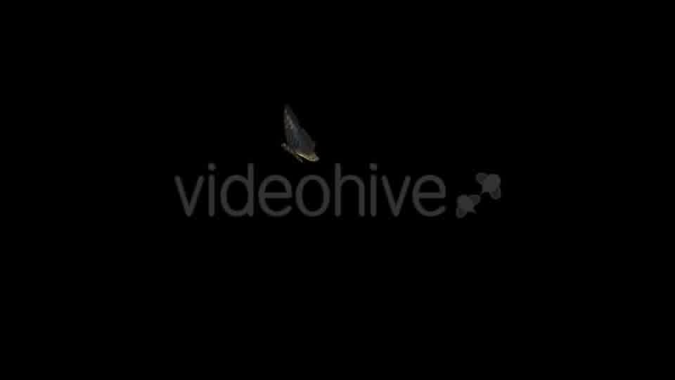 Flying Butterfly Blue Clipper Videohive 14482257 Motion Graphics Image 11