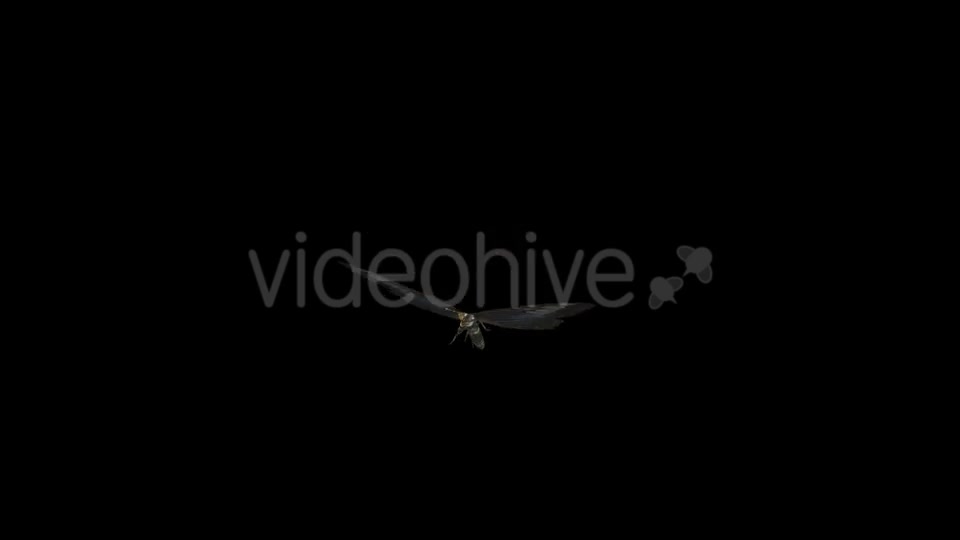 Flying Butterfly Blue Clipper Videohive 14482257 Motion Graphics Image 2
